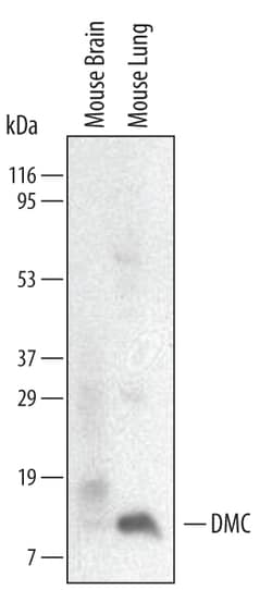 Mouse CXCL17/VCC-1 Antibody, R D Systems 25&mu;g; Unlabeled:Antibodies,
