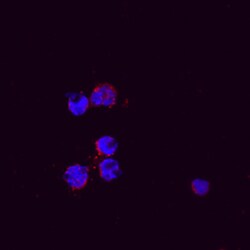 Mouse CXCL2/MIP-2 Antibody, R D Systems 100&mu;g; Unlabeled:Antibodies,