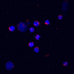 Mouse CXCL2/GRO beta/MIP-2/CINC-3 Biotinylated Antibody, R D Systems 50&mu;g;