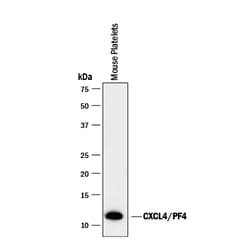 Mouse CXCL4/PF4 Antibody, R D Systems 25&mu;g; Unlabeled:Antibodies, Polyclonal