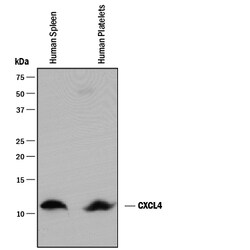 Human CXCL4/PF4 Antibody, R D Systems 100&mu;g; Unlabeled:Antibodies