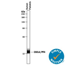 Human CXCL4/PF4 Antibody, R D Systems 100&mu;g; Unlabeled:Antibodies