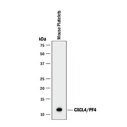 Mouse CXCL4/PF4 Antibody, R D Systems 500&mu;g; Unlabeled:Antibodies, Monoclonal