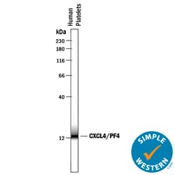 Human CXCL4/PF4 Antibody, R D Systems 500ug; Unlabeled:Antibodies, Monoclonal