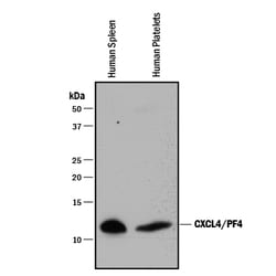 Human CXCL4/PF4 Antibody, R D Systems 25&mu;g; Unlabeled:Anticuerpos