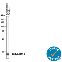 Human CXCL7/NAP-2 Antibody, R D Systems 25&mu;g; Unlabeled:Antibodies,