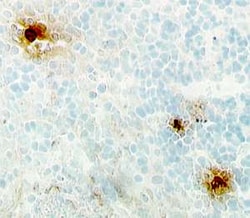 Human IL-8/CXCL8 Antibody, R D Systems 100&mu;g; Unlabeled:Antibodies,