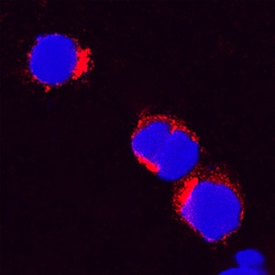 Feline IL-8/CXCL8 Antibody, R D Systems 100&mu;g; Unlabeled:Antibodies,