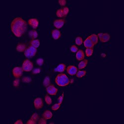 Human CXCL9/MIG Antibody, R D Systems 25&mu;g; Unlabeled:Antibodies, Polyclonal