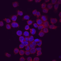 Human CXCL9/MIG Antibody, R D Systems:Antibodies:Primary Antibodies