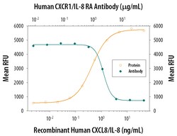 Human CXCR1/IL-8RA Antibody, R D Systems 25 &mu;g | Buy Online | R&D Systems | Fisher Scientific