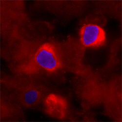 Human CXCR1/IL-8RA Antibody, R D Systems 25 &mu;g | Buy Online | R&D Systems | Fisher Scientific