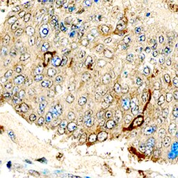 Human CXCR1/IL-8RA Antibody, R D Systems 25 &mu;g | Buy Online | R&D Systems | Fisher Scientific