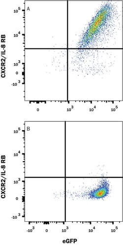 Mouse CXCR2/IL-8RB Antibody, R D Systems 25&mu;g; Unlabeled:Antibodies,