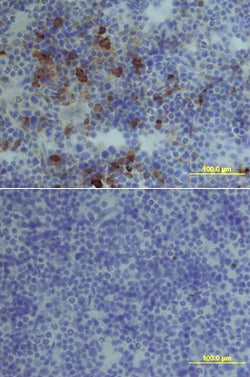 Mouse CXCR4 Antibody, R D Systems 100ug; Unlabeled:Antibodies, Monoclonal