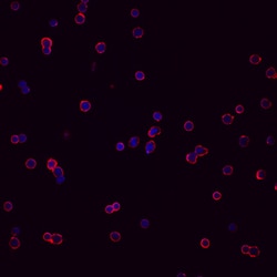 Human CXCR5 Antibody, R D Systems 100 &mu;g | Buy Online | R&D Systems | Fisher Scientific