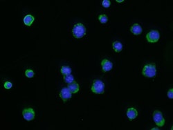 Mouse CXCR5 Antibody, R D Systems 25&mu;g; Unlabeled:Antibodies, Monoclonal