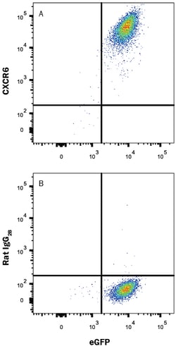 Mouse CXCR6 PE-conjugated Antibody, R D Systems:Antibodies:Primary Antibodies