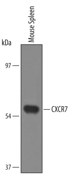 Mouse CXCR7/RDC-1 Antibody, R D Systems 100&mu;g; Unlabeled:Antibodies,