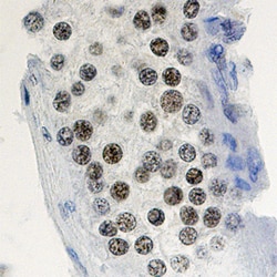 Human Cyclin A1 Antibody, R D Systems 25&mu;g; Unlabeled:Antibodies, Monoclonal
