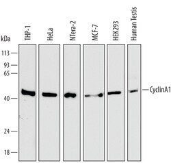 Human Cyclin A1 Antibody, R D Systems 25&mu;g; Unlabeled:Antibodies, Monoclonal