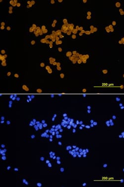 Human Cyclin D1 Antibody, R D Systems 25&mu;g; Unlabeled:Antibodies, Monoclonal