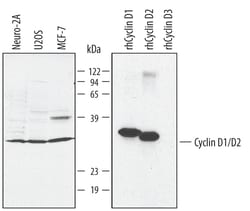 Human/Mouse Cyclin D1/D2 Antibody, R D Systems 25&mu;g; Unlabeled:Antibodies,