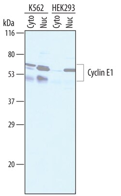 Human Cyclin E1 Antibody, R D Systems 25&mu;g; Unlabeled:Antibodies, Polyclonal