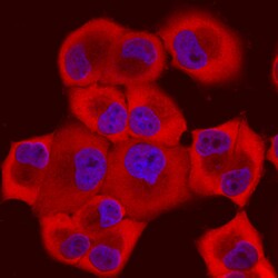 Human/Mouse/Rat Cyclophilin A Antibody, R D Systems 25&mu;g; Unlabeled:Antikörper