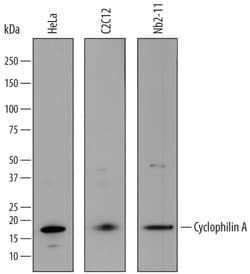 Human/Mouse/Rat Cyclophilin A Antibody, R D Systems 25&mu;g; Unlabeled:Antikörper