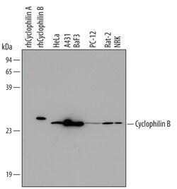 Human/Mouse/Rat Cyclophilin B Antibody, R D Systems 100ug; Unlabeled:Antibodies,