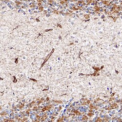 Rat Cystatin C Antibody, R D Systems 25&mu;g; Unlabeled:Antibodies, Polyclonal