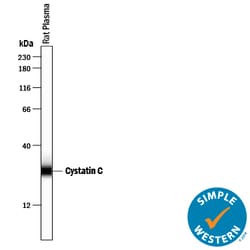 Rat Cystatin C Antibody, R D Systems 25&mu;g; Unlabeled:Antibodies, Polyclonal