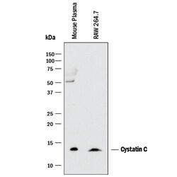 Mouse Cystatin C Antibody, R D Systems 25&mu;g; Unlabeled:Antibodies, Monoclonal