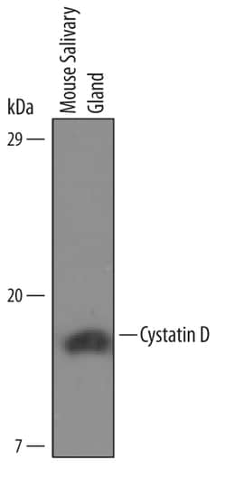 Mouse Cystatin D/Cst10 Antibody, R D Systems 100&mu;g; Unlabeled:Antibodies,