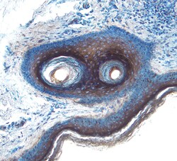 Human Cystatin E/M Antibody, R D Systems 500ug; Unlabeled:Antibodies, Monoclonal