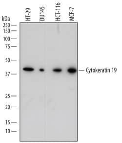 Human Cytokeratin 19 Antibody, R D Systems 100&mu;g; Unlabeled:Antibodies,