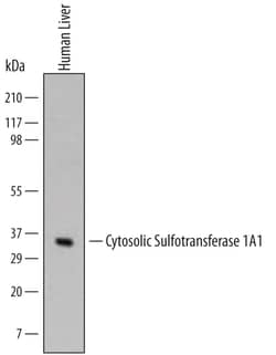 Human Cytosolic Sulfotransferase 1A1/SULT1A1 Antibody, R D Systems 100ug;