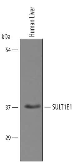 Human Cytosolic Sulfotransferase 1E1/SULT1E1 Antibody, R D Systems 25&mu;g;