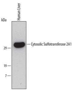 Human Cytosolic Sulfotransferase 2A1/SULT2A1 Antibody, R D Systems 25&mu;g;
