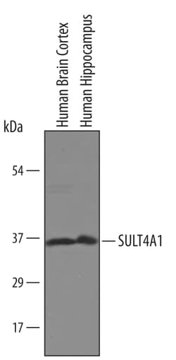 Human Cytosolic Sulfotransferase 4A1/SULT4A1 Antibody, R D Systems 25&mu;g;