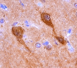 Human Cytosolic Sulfotransferase 4A1/SULT4A1 Antibody, R D Systems 25&mu;g;