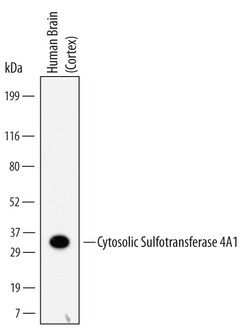 Human Cytosolic Sulfotransferase 4A1/SULT4A1 Antibody, R D Systems 25&mu;g;