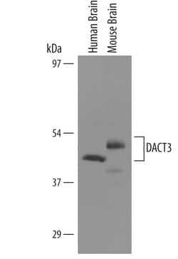 Human/Mouse DACT3/Dapper 3 Antibody, R D Systems 100&mu;g; Unlabeled:Antibodies,