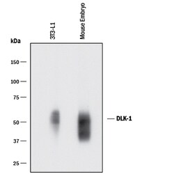 Mouse Pref-1/DLK1/FA1 Antibody, R D Systems 25 ug; Unconjugated:Antibodies,