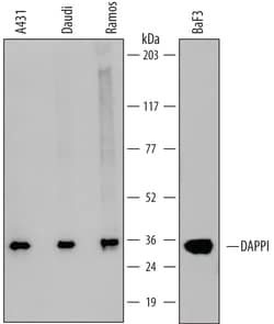 Human/Mouse DAPP1 Antibody, R D Systems 25&mu;g; Unlabeled:Antibodies,