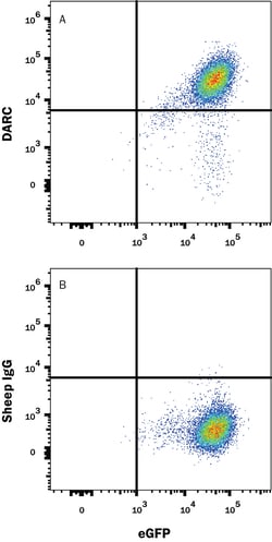 Mouse/Rat DARC Antibody, R D Systems 100&mu;g; Unlabeled:Antibodies, Polyclonal