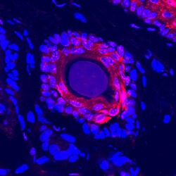 Mouse/Rat DARC Antibody, R D Systems 100&mu;g; Unlabeled:Antibodies, Polyclonal