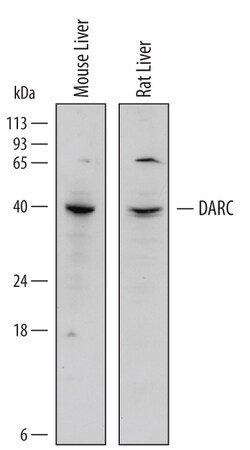 Mouse/Rat DARC Antibody, R D Systems 100&mu;g; Unlabeled:Antibodies, Polyclonal