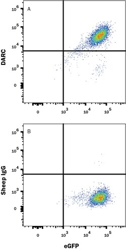 Mouse/Rat DARC PE-conjugated Antibody, R D Systems 100 Tests; PE:Antibodies,